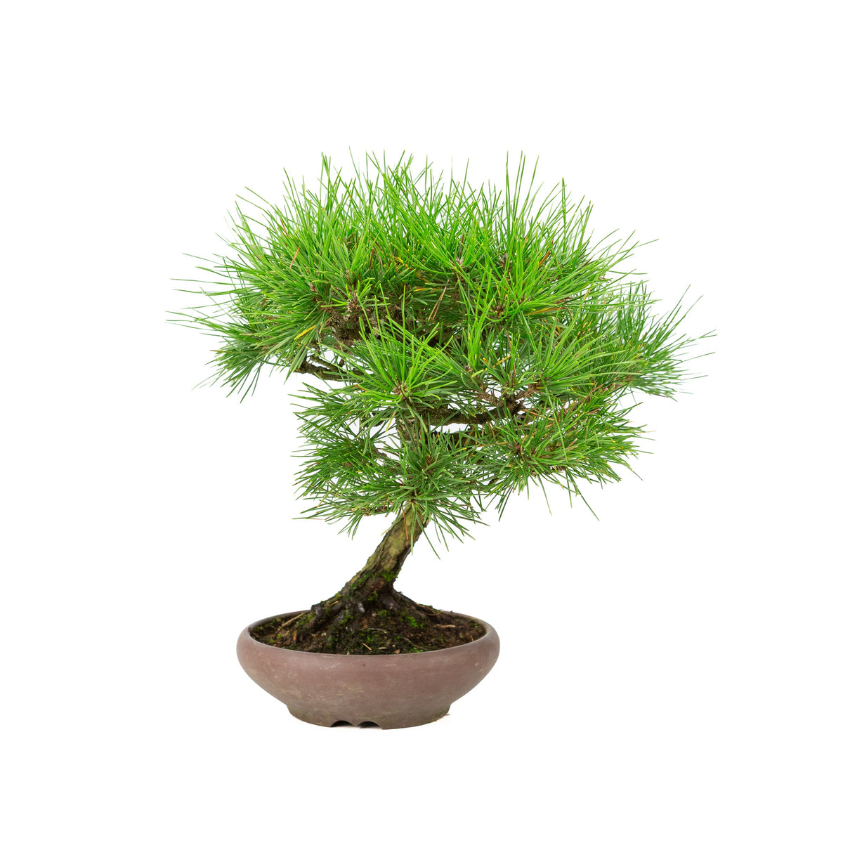Pinus thunbergii (pino nero giapponese), altezza ~36 cm