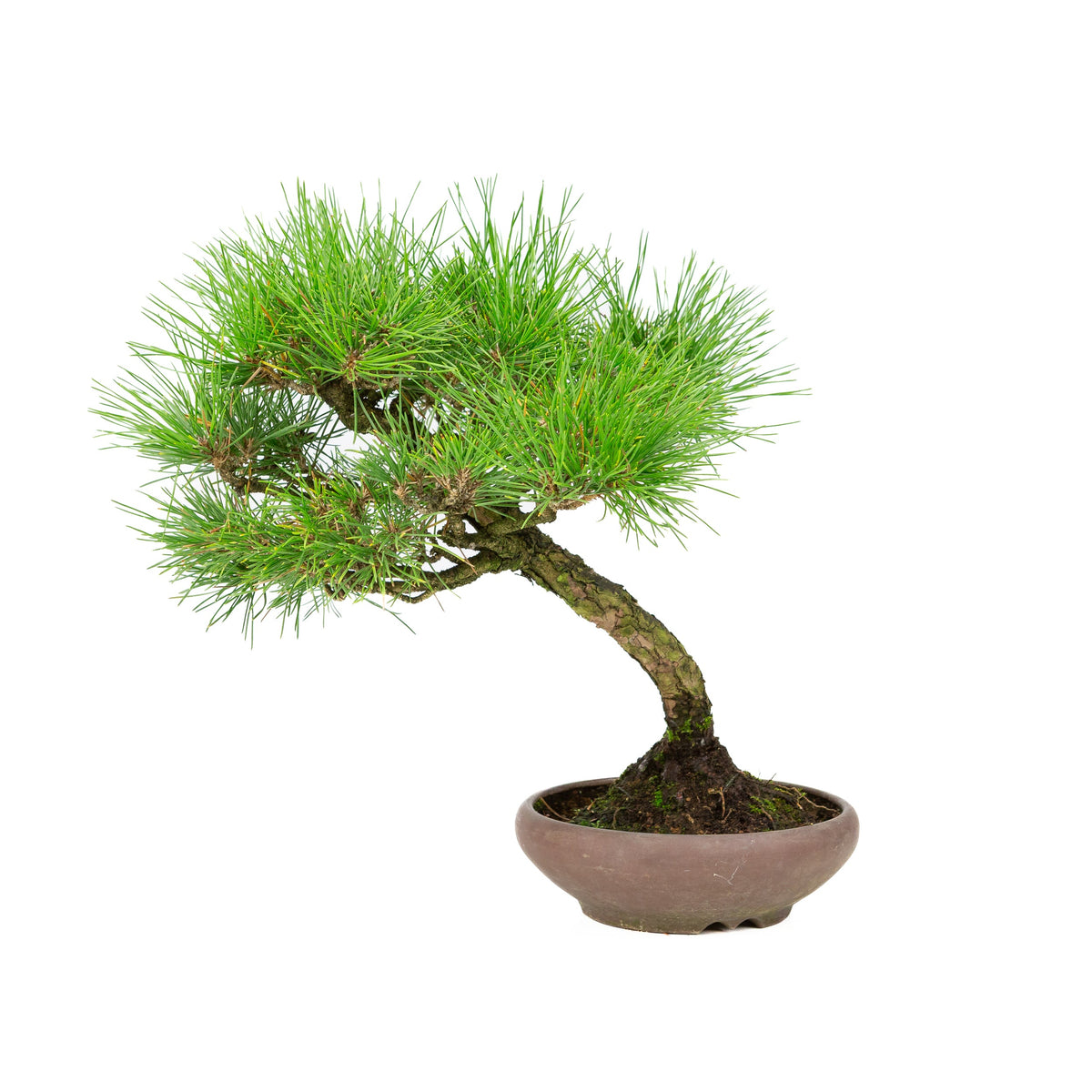 Pinus thunbergii (pino nero giapponese), altezza ~36 cm