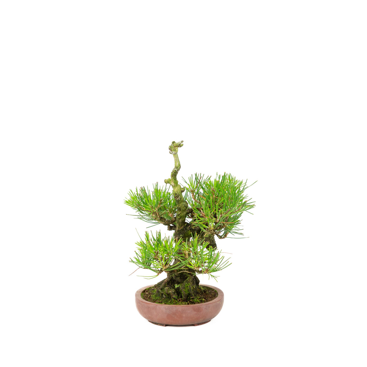 Pinus thunbergii (pino nero giapponese), altezza ~25 cm
