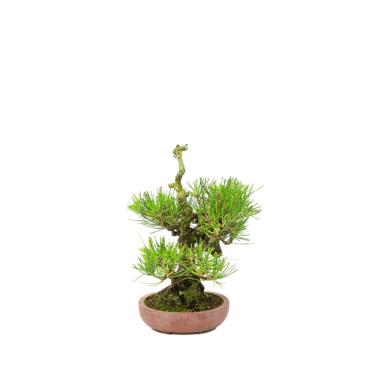 Pinus thunbergii (pino nero giapponese), altezza ~25 cm