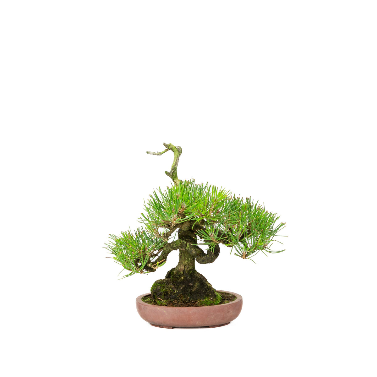 Pinus thunbergii (pino nero giapponese), altezza ~25 cm