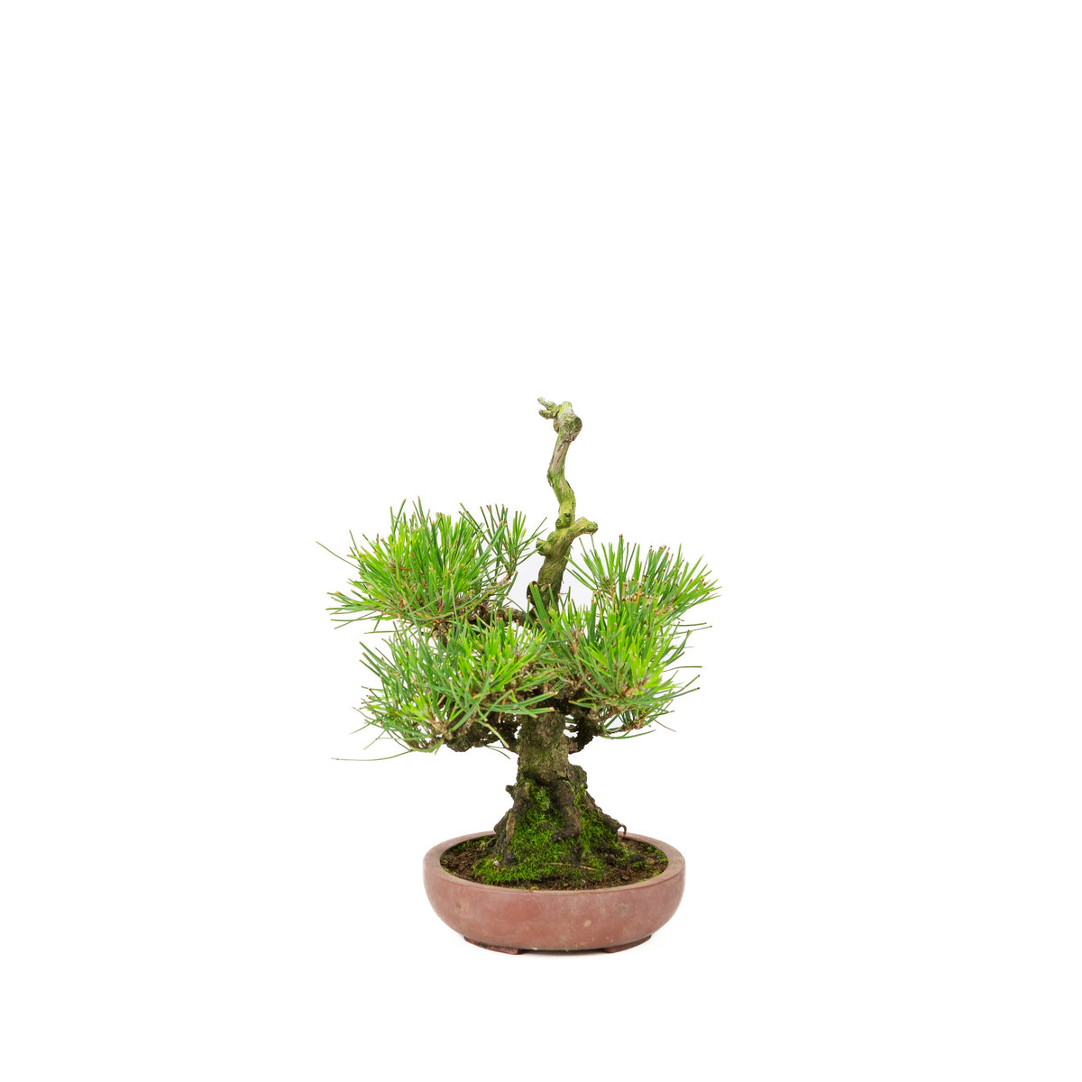 Pinus thunbergii (pino nero giapponese), altezza ~25 cm