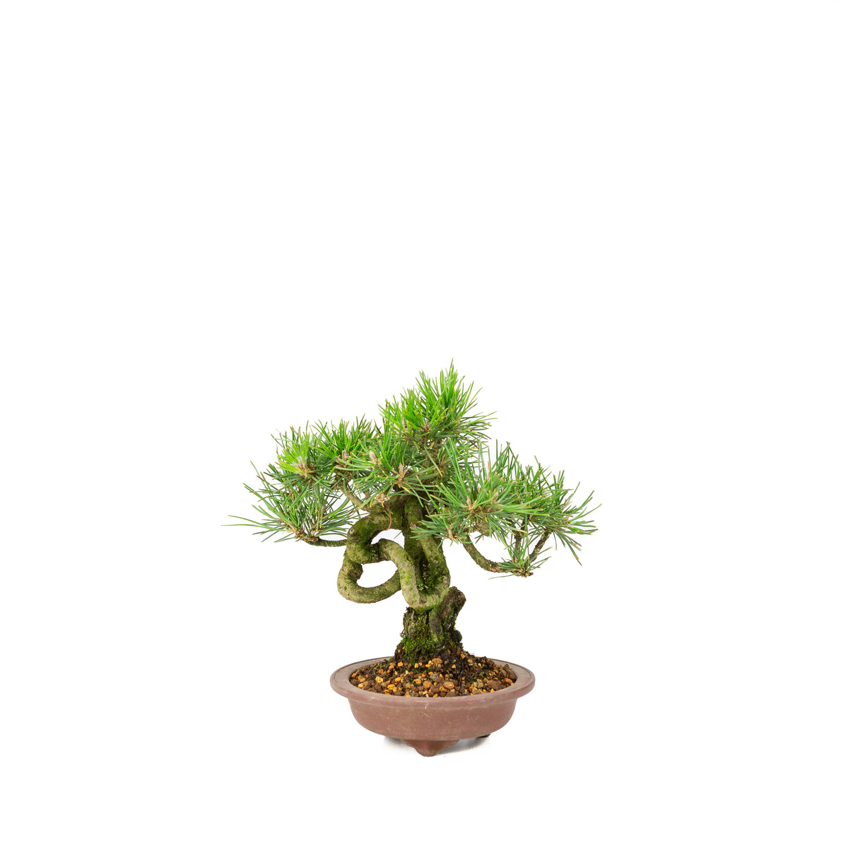 Pinus thunbergii ongeglazuurde pot 13m, hoogte ~24cm