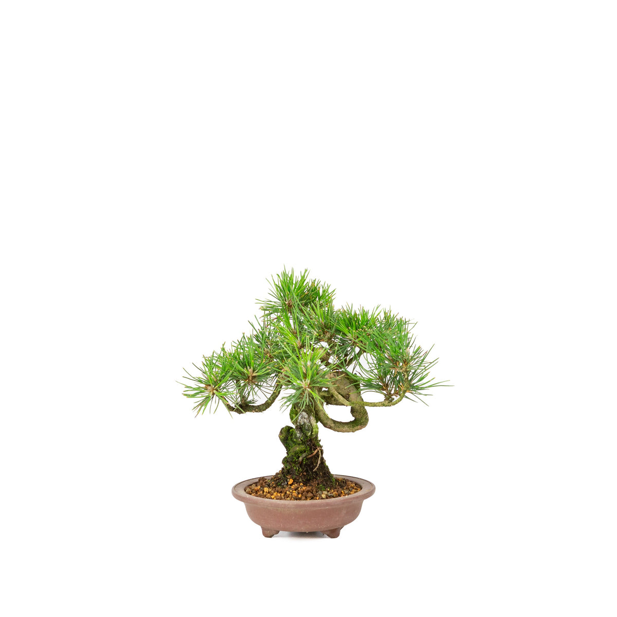 Pinus thunbergii vaso non smaltato 13 cm, altezza ~24 cm