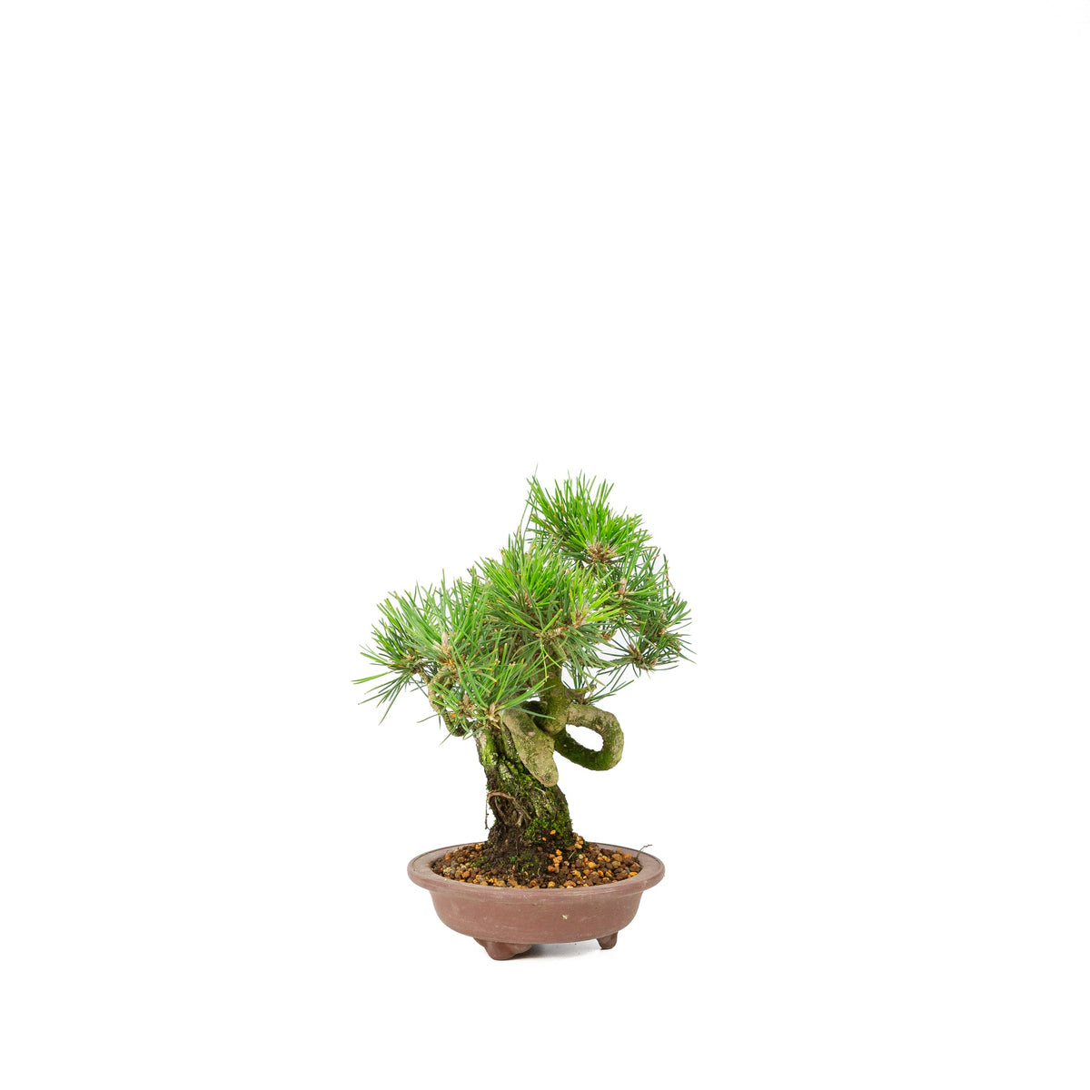 Pinus thunbergii vaso non smaltato 13 cm, altezza ~24 cm