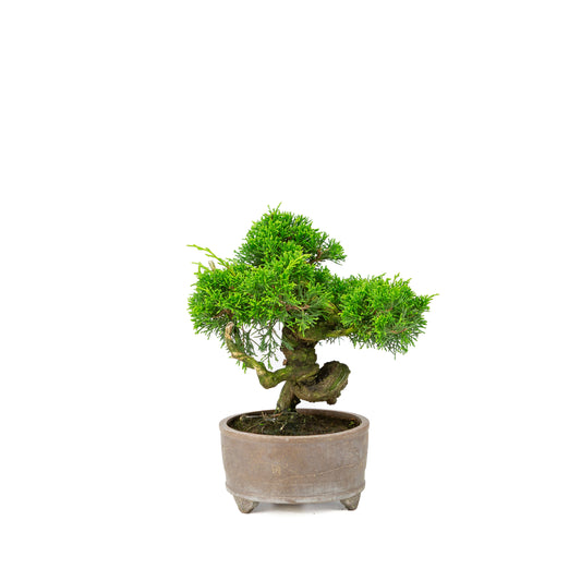 Juniperus chinensis ongeglazuurde pot 14cm, hoogte ~27cm