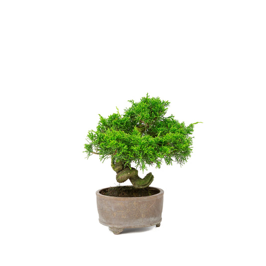 Juniperus chinensis vaso non smaltato 14cm, altezza ~27cm