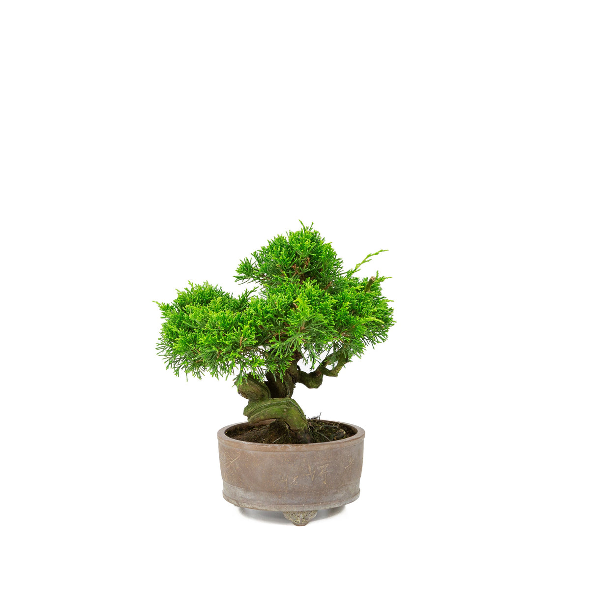 Juniperus chinensis vaso non smaltato 14cm, altezza ~27cm