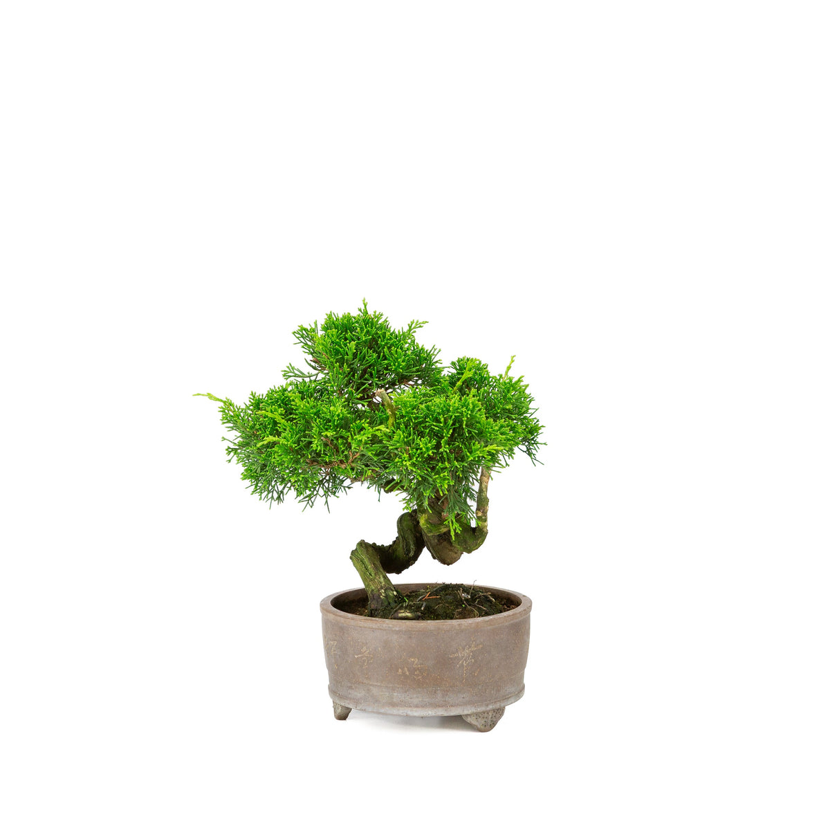 Juniperus chinensis vaso non smaltato 14cm, altezza ~27cm