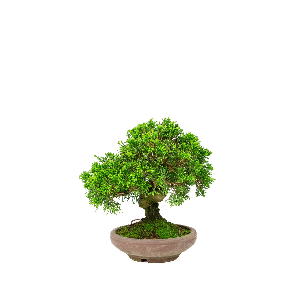Juniperus chinensis vaso non smaltato 15cm, altezza ~24cm