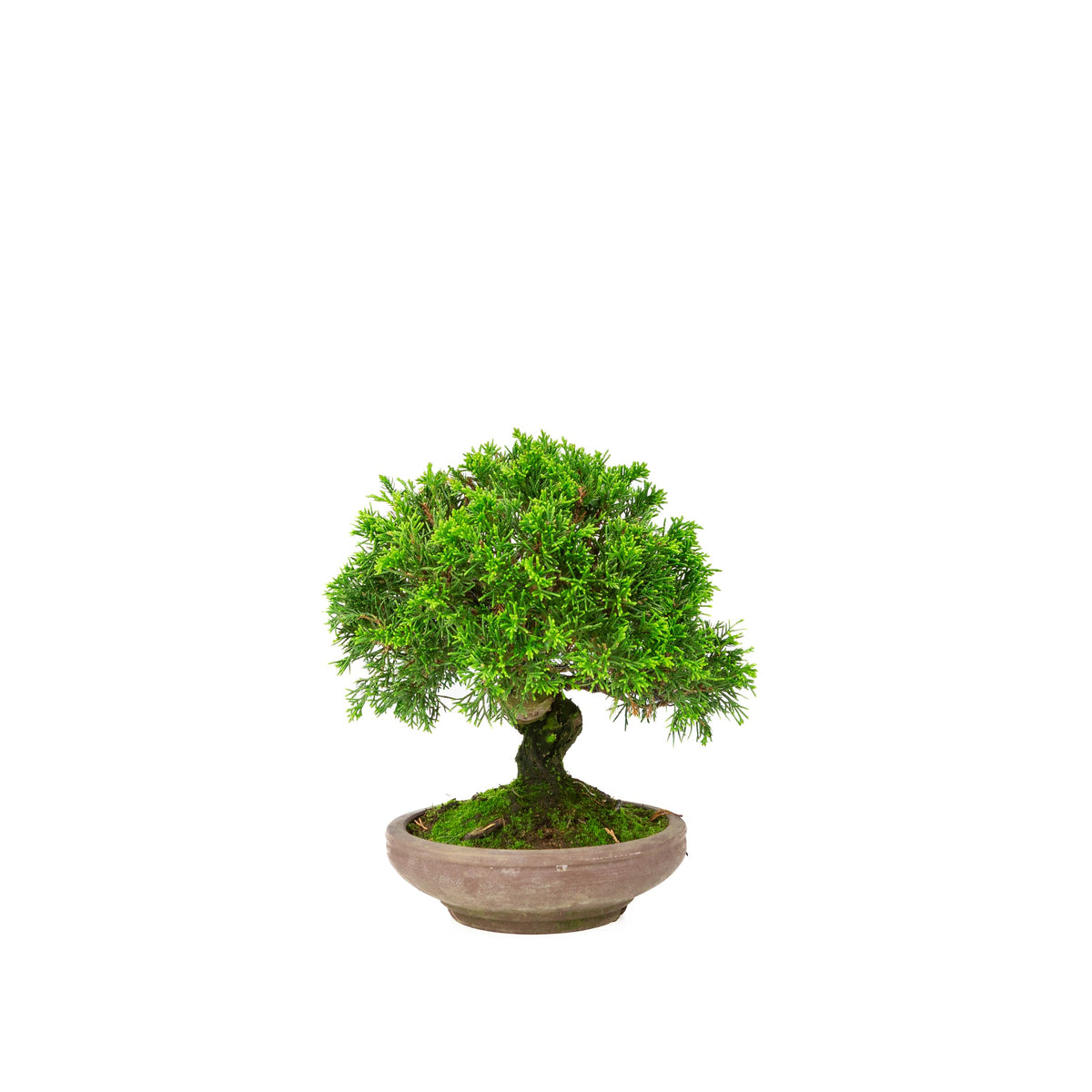 Juniperus chinensis vaso non smaltato 15cm, altezza ~24cm