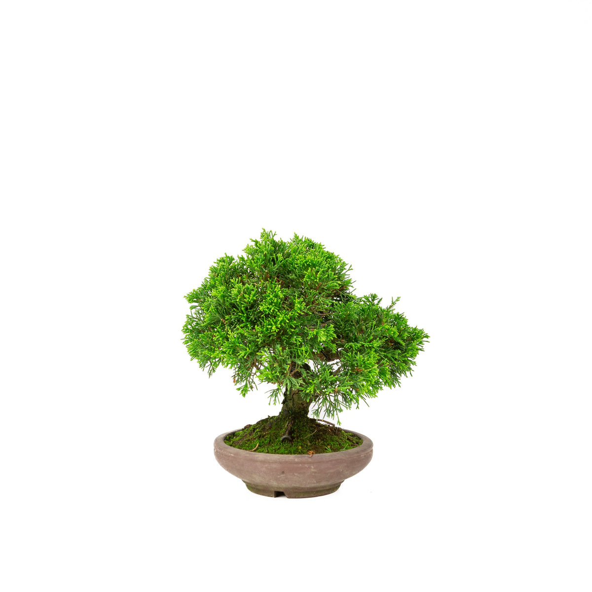 Juniperus chinensis vaso non smaltato 15cm, altezza ~24cm