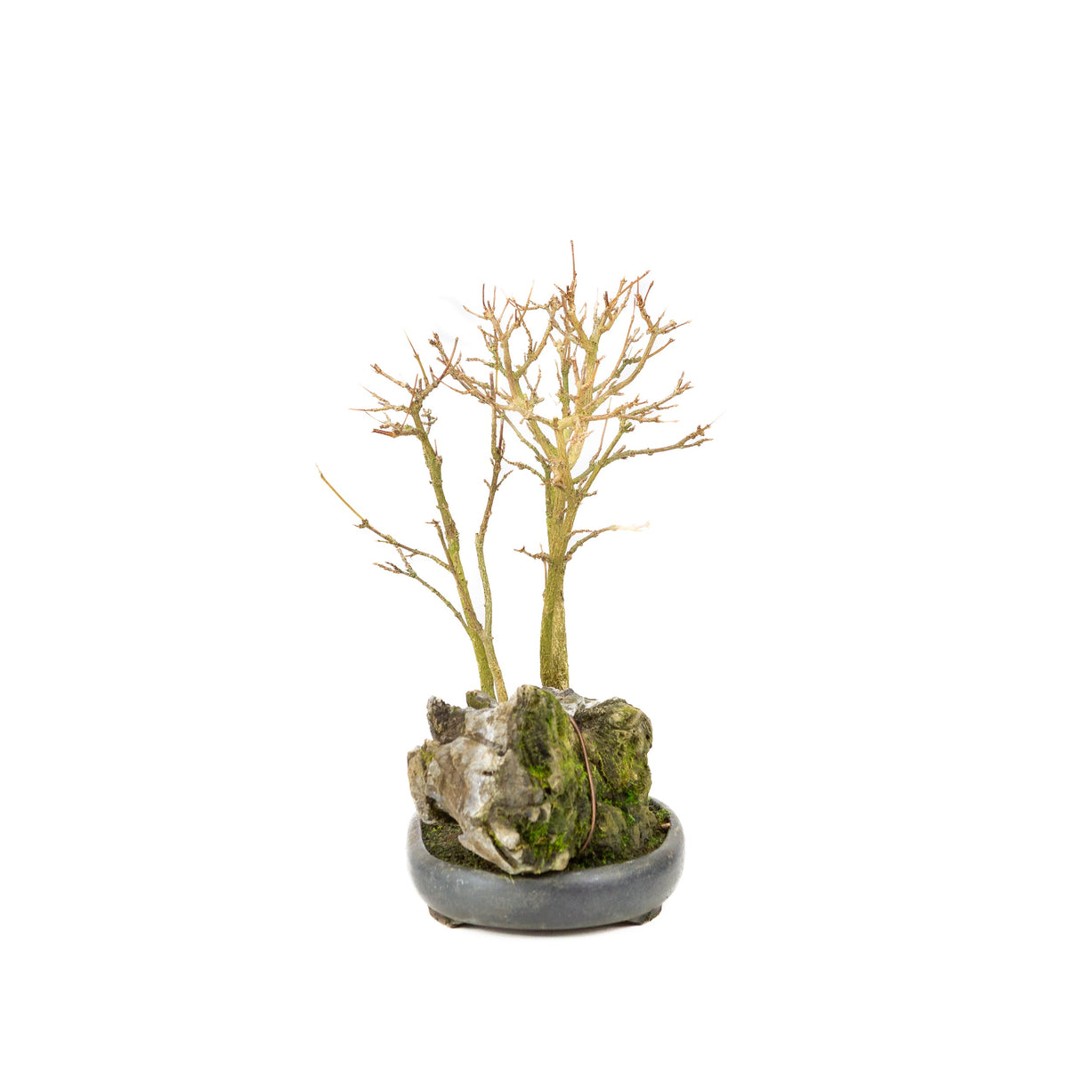 Acer buergerianum (Acero tridente) su roccia, altezza ~34 cm