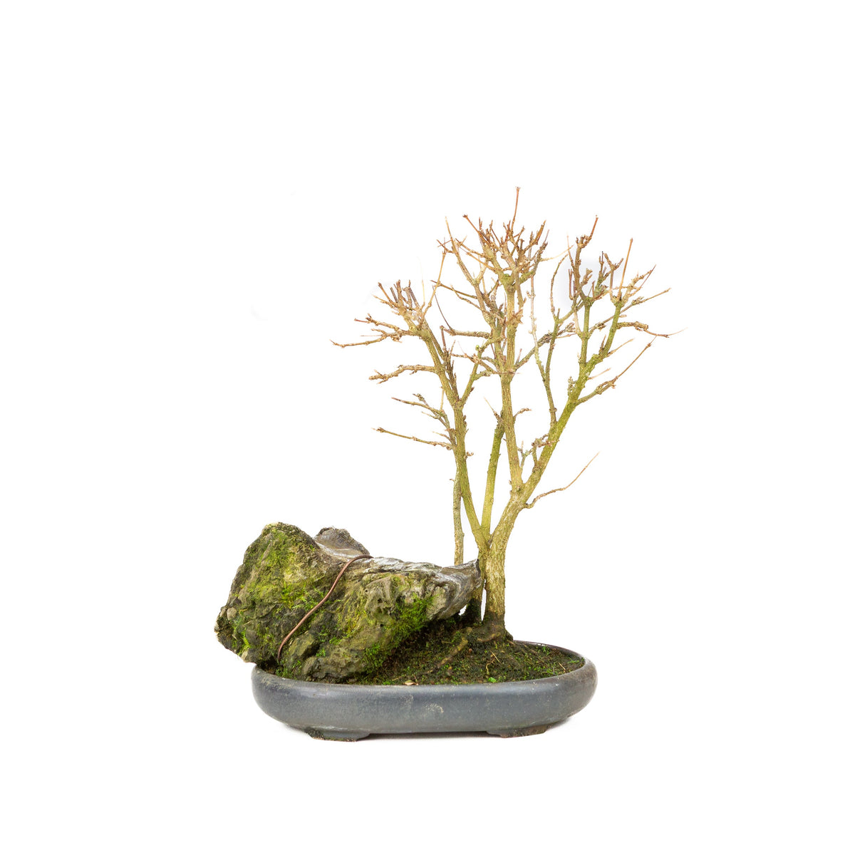 Acer buergerianum (Acero tridente) su roccia, altezza ~34 cm