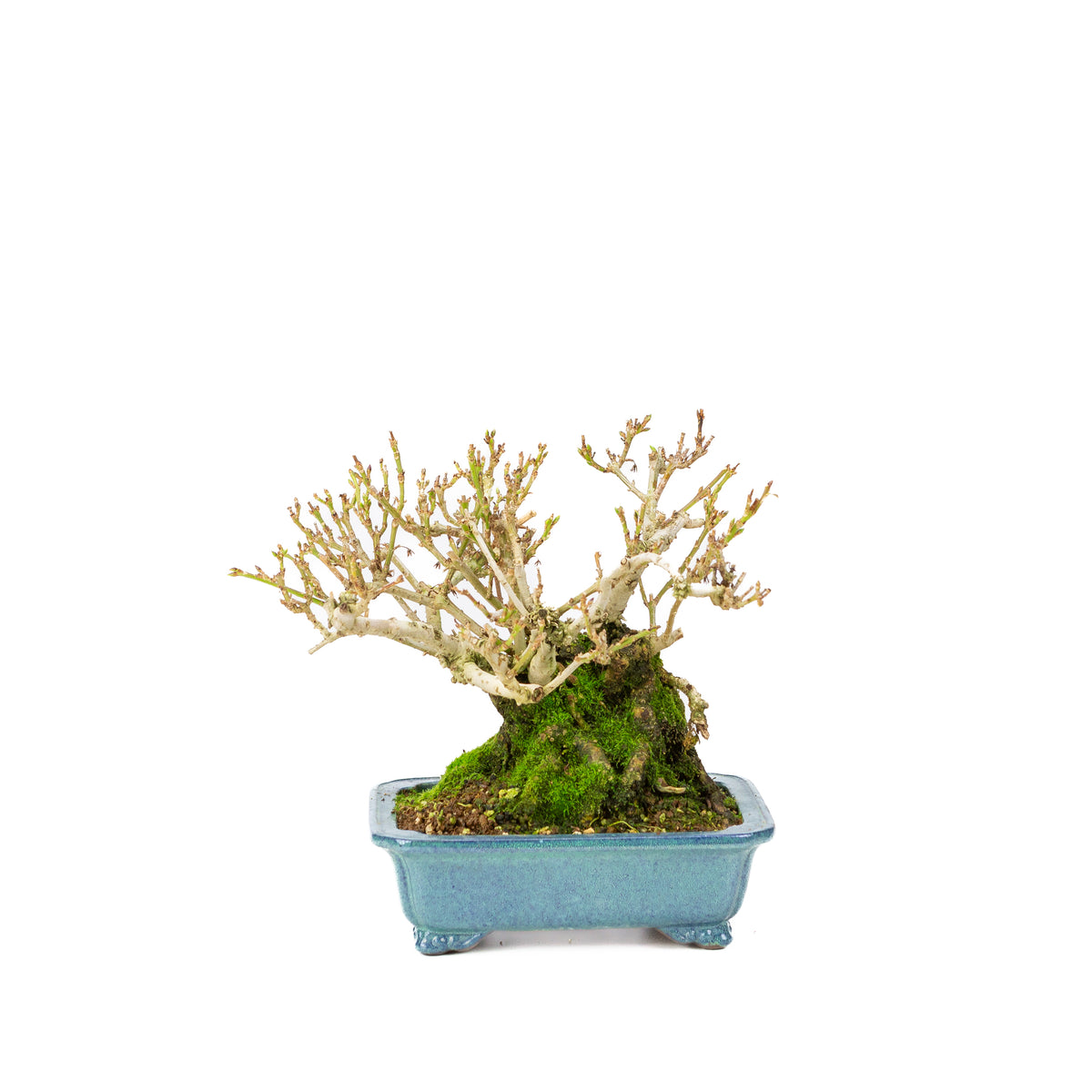 Forsythia blauwe pot 18cm, hoogte ~23cm