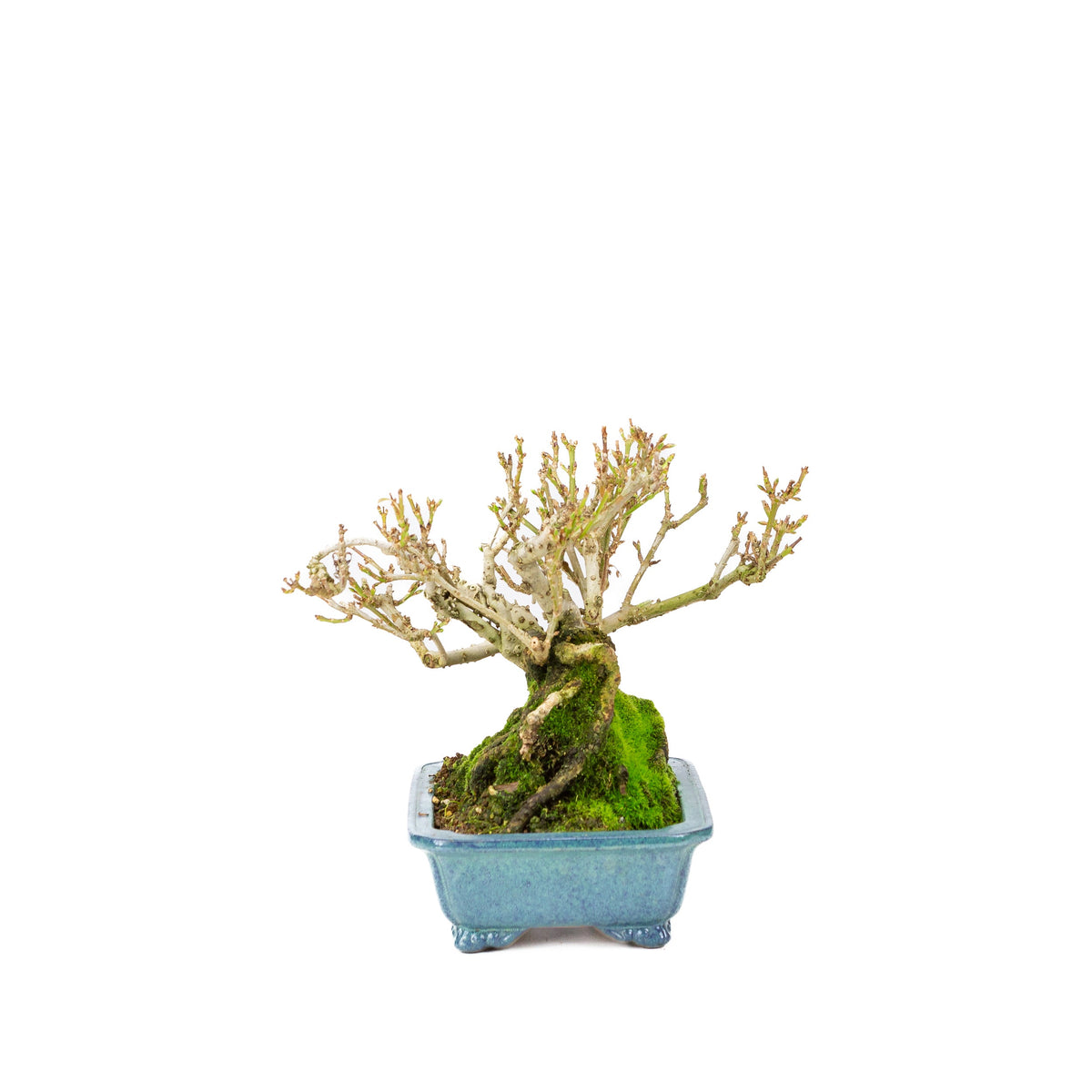 Forsythia vaso blu 18cm, altezza ~23cm