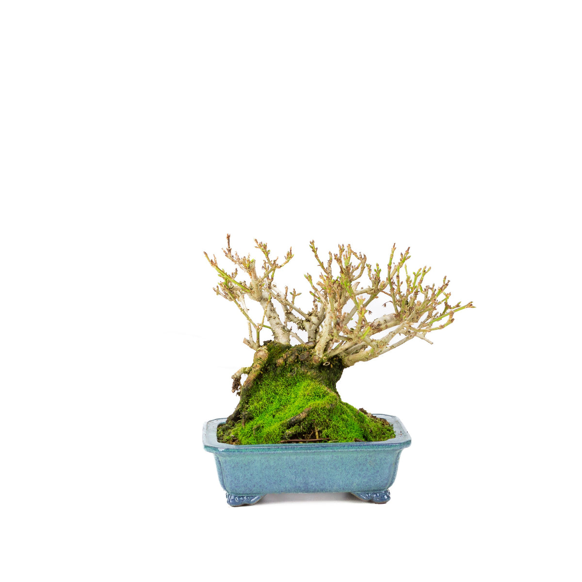 Forsythia vaso blu 18cm, altezza ~23cm