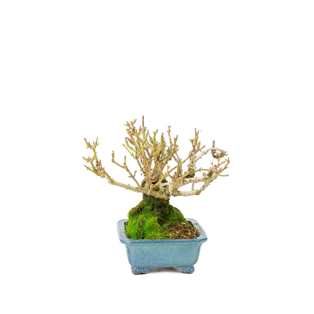 Forsythia vaso blu 18cm, altezza ~23cm