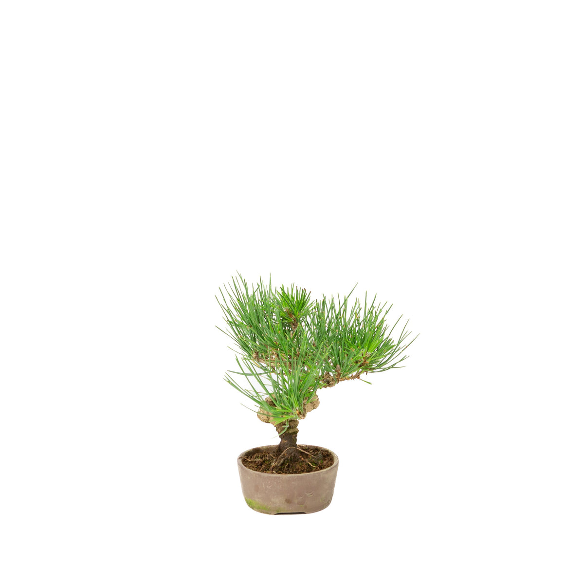 Pinus thunbergii vaso non smaltato 12cm, altezza ~20cm