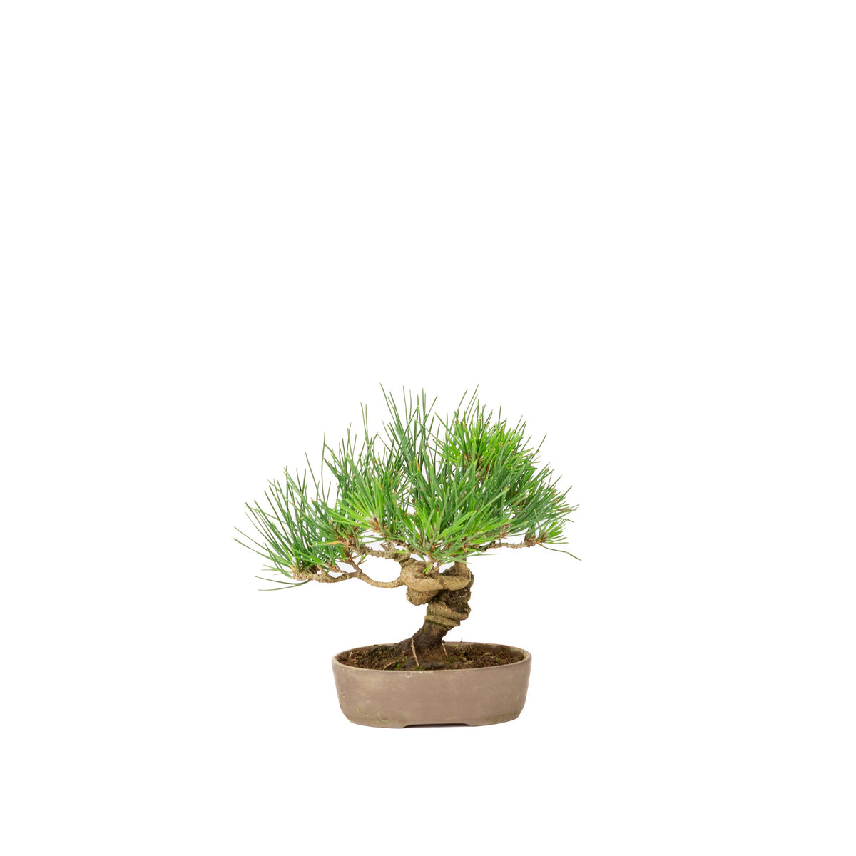 Pinus thunbergii vaso non smaltato 12cm, altezza ~20cm