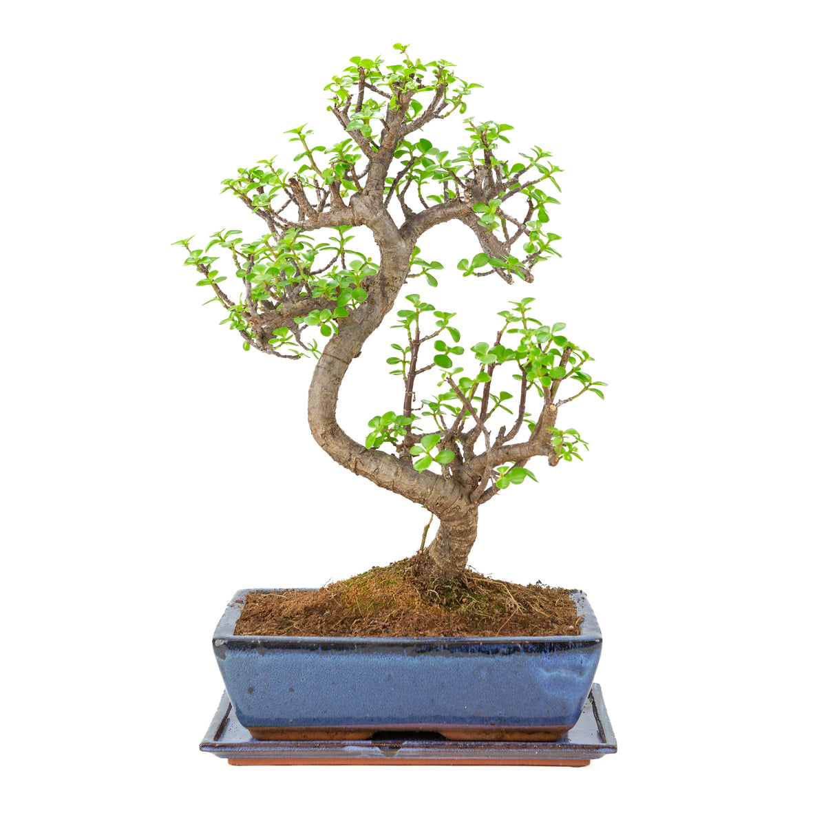 Bonsai di Portulacaria afra (Spekboom) in vaso blu 28cm, altezza ~51cm