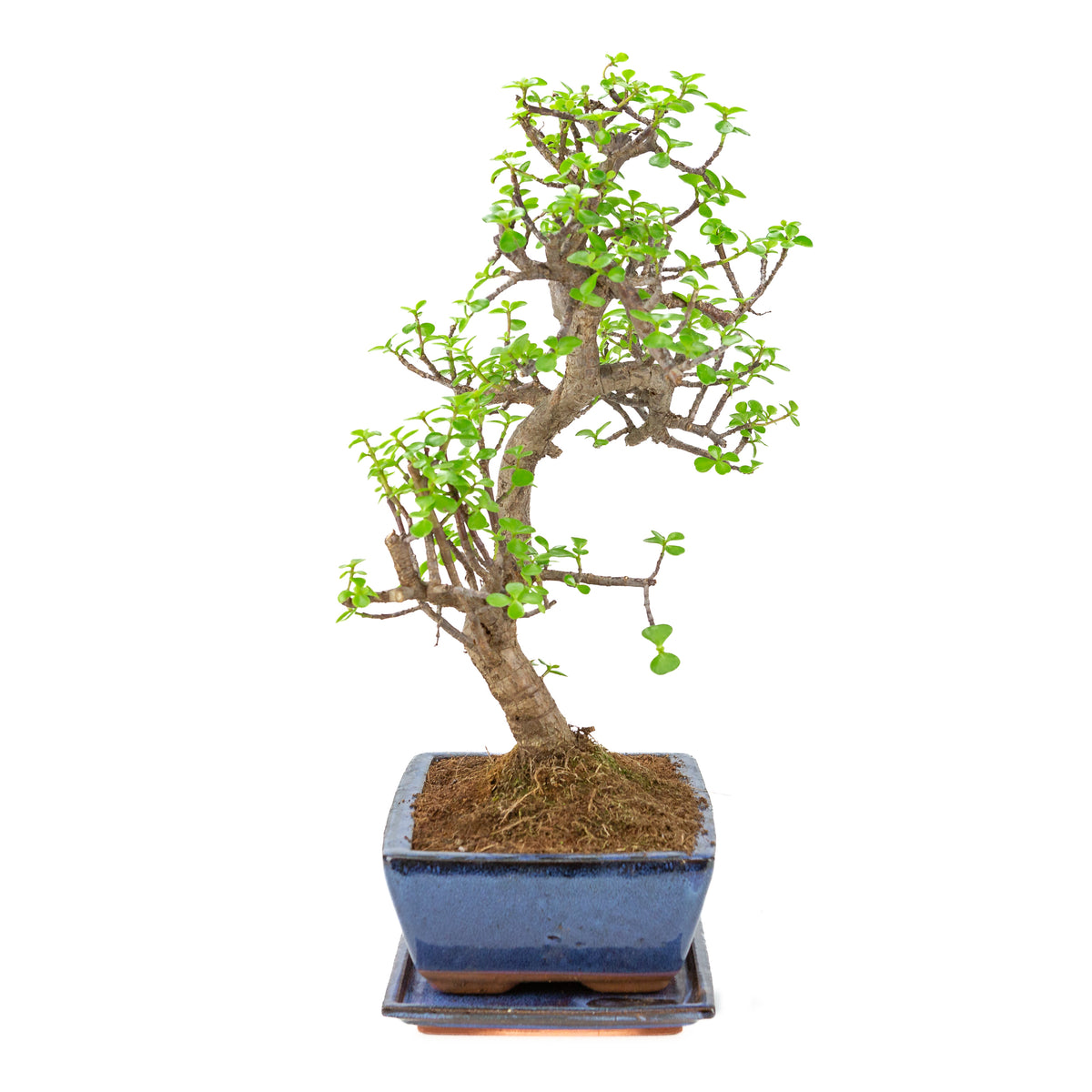 Bonsai di Portulacaria afra (Spekboom) in vaso blu 28cm, altezza ~51cm