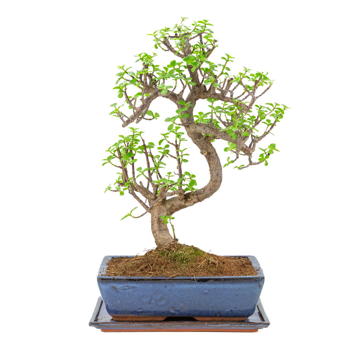 Bonsai di Portulacaria afra (Spekboom) in vaso blu 28cm, altezza ~51cm
