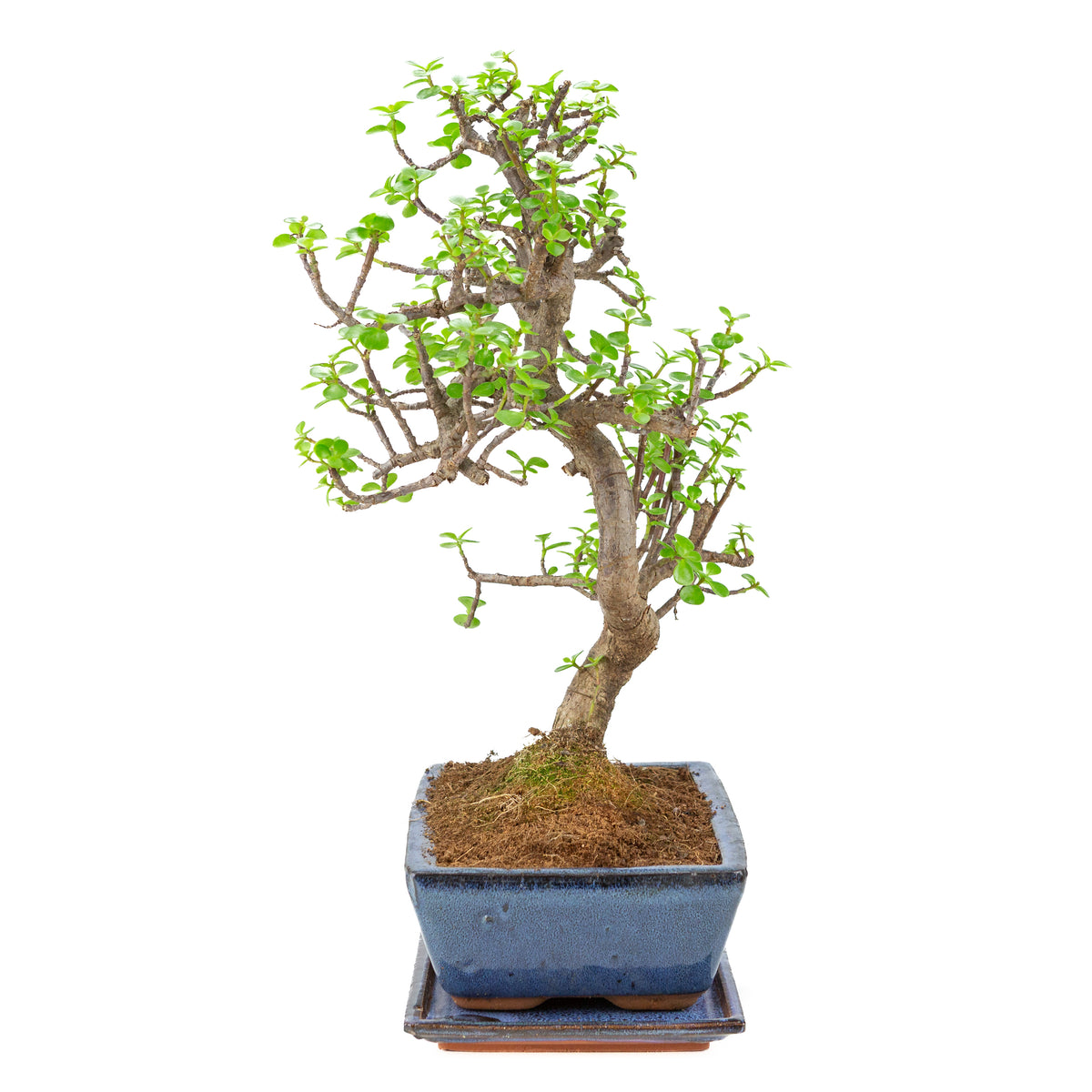 Bonsai di Portulacaria afra (Spekboom) in vaso blu 28cm, altezza ~51cm