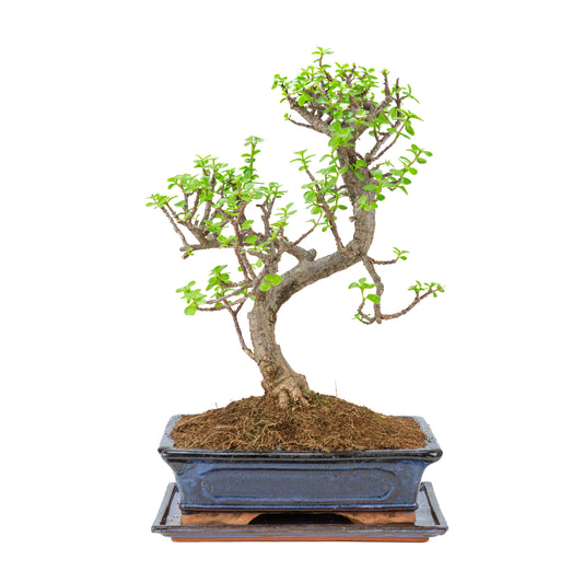 Bonsai di Portulacaria afra (Spekboom) in vaso blu 29cm, altezza ~51cm