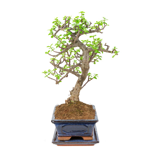 Bonsai di Portulacaria afra (Spekboom) in vaso blu 29cm, altezza ~51cm