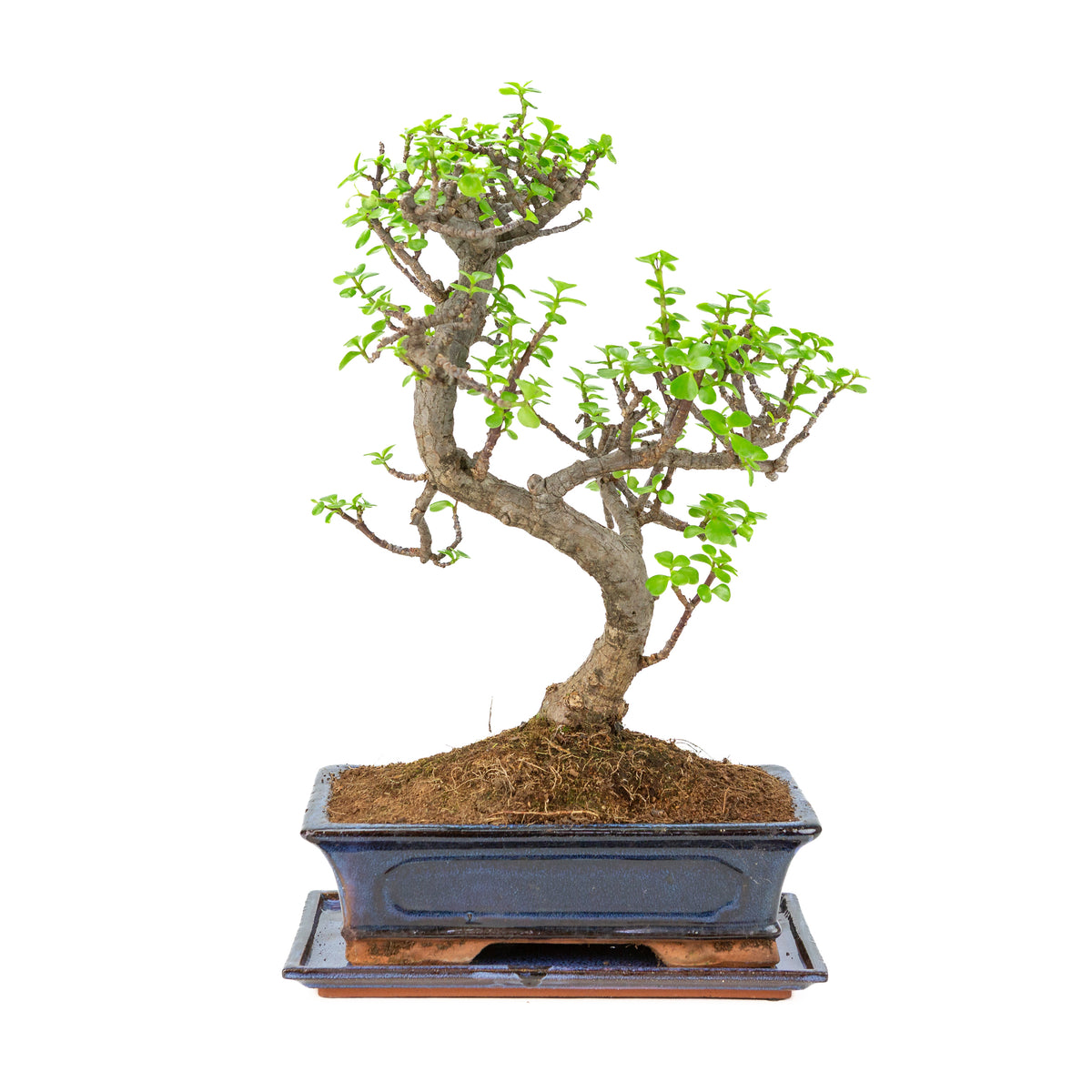 Bonsai di Portulacaria afra (Spekboom) in vaso blu 29cm, altezza ~51cm