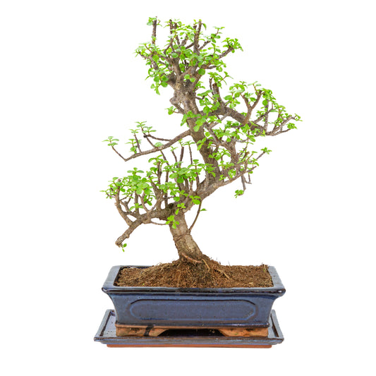 Bonsai di Portulacaria afra (Spekboom) in vaso blu 29cm, altezza ~53cm