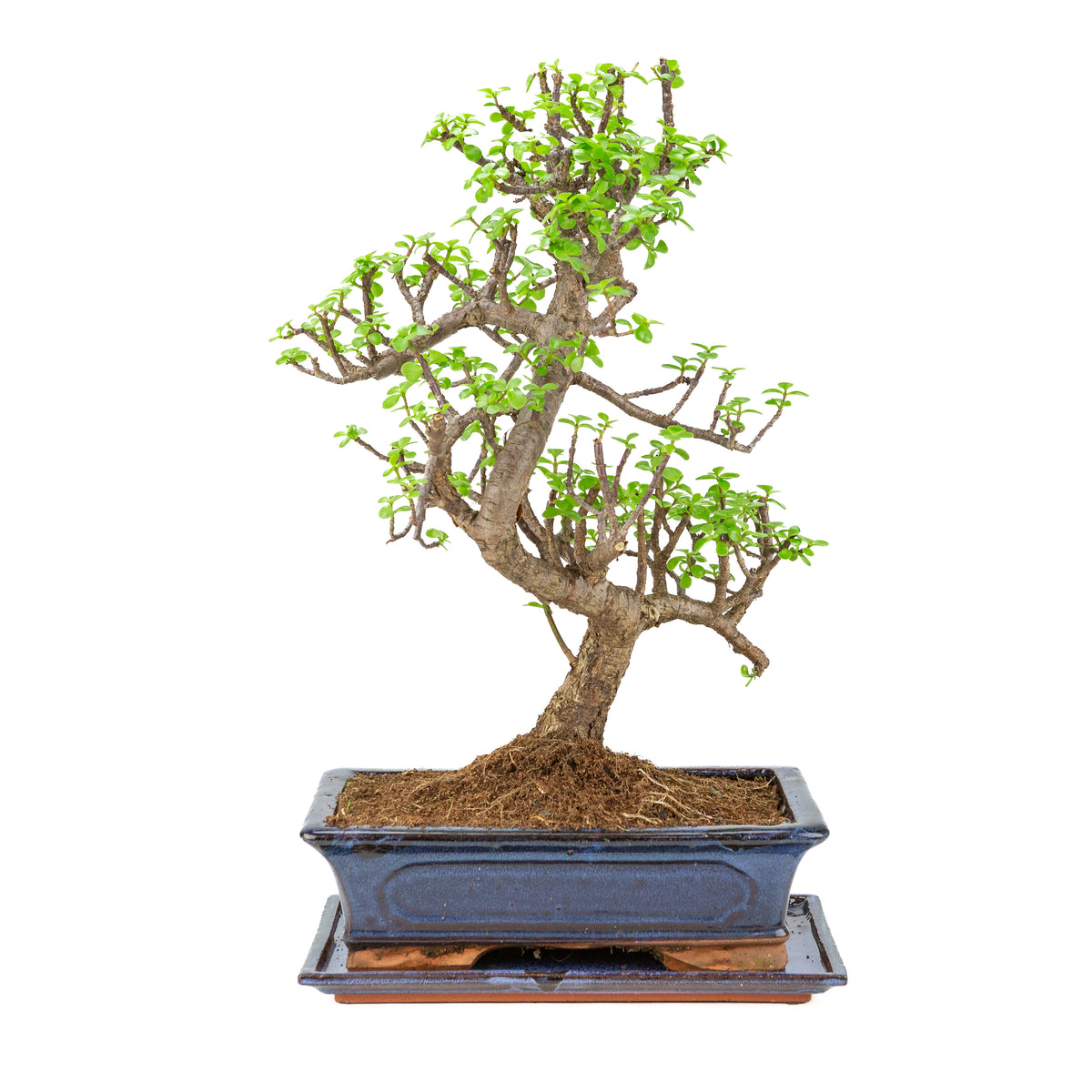 Bonsai di Portulacaria afra (Spekboom) in vaso blu 29cm, altezza ~53cm