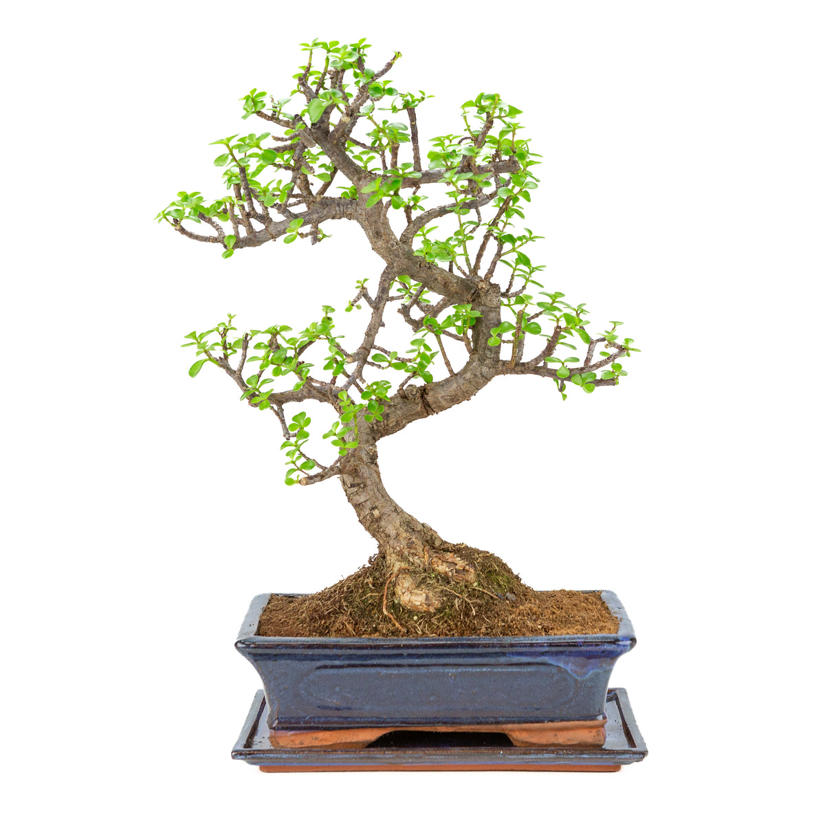 Bonsai di Portulacaria afra (Spekboom) in vaso blu 29cm, altezza ~54cm