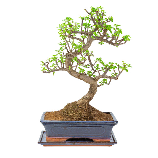 Bonsai di Portulacaria afra (Spekboom) in vaso blu 29cm, altezza ~54cm
