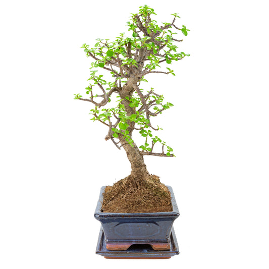 Bonsai di Portulacaria afra (Spekboom) in vaso blu 29cm, altezza ~54cm