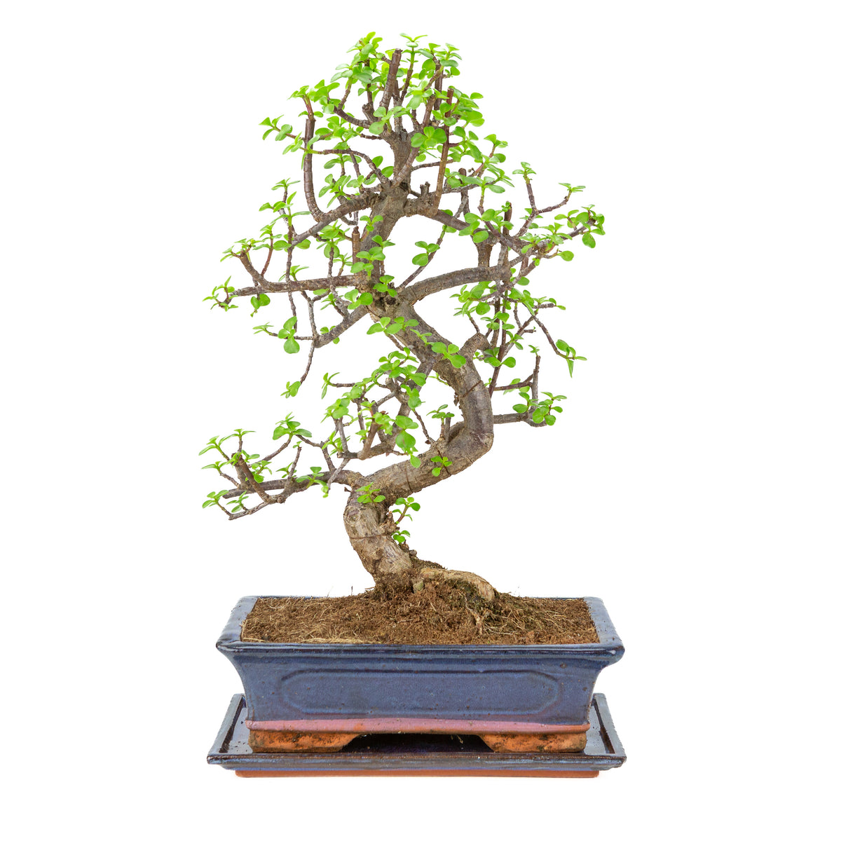 Bonsai di Portulacaria afra (Spekboom) in vaso blu 29cm, altezza ~54cm