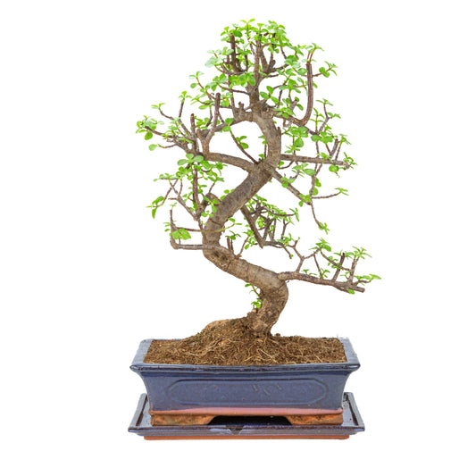 Bonsai di Portulacaria afra (Spekboom) in vaso blu 29cm, altezza ~54cm