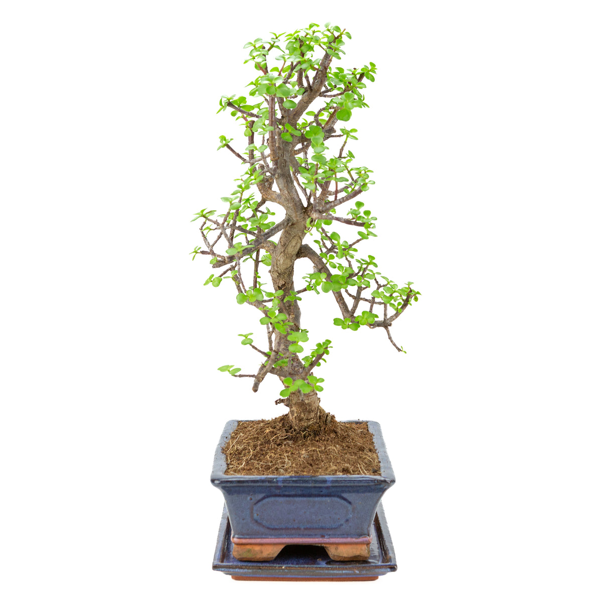 Bonsai di Portulacaria afra (Spekboom) in vaso blu 29cm, altezza ~54cm