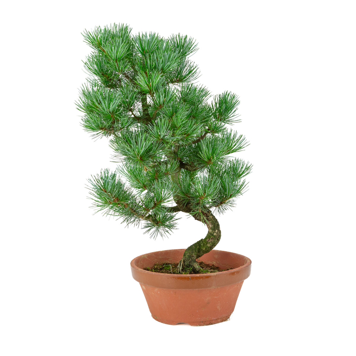Pinus parviflora (pino bianco) vaso in terracotta 22 cm, altezza ~51 cm
