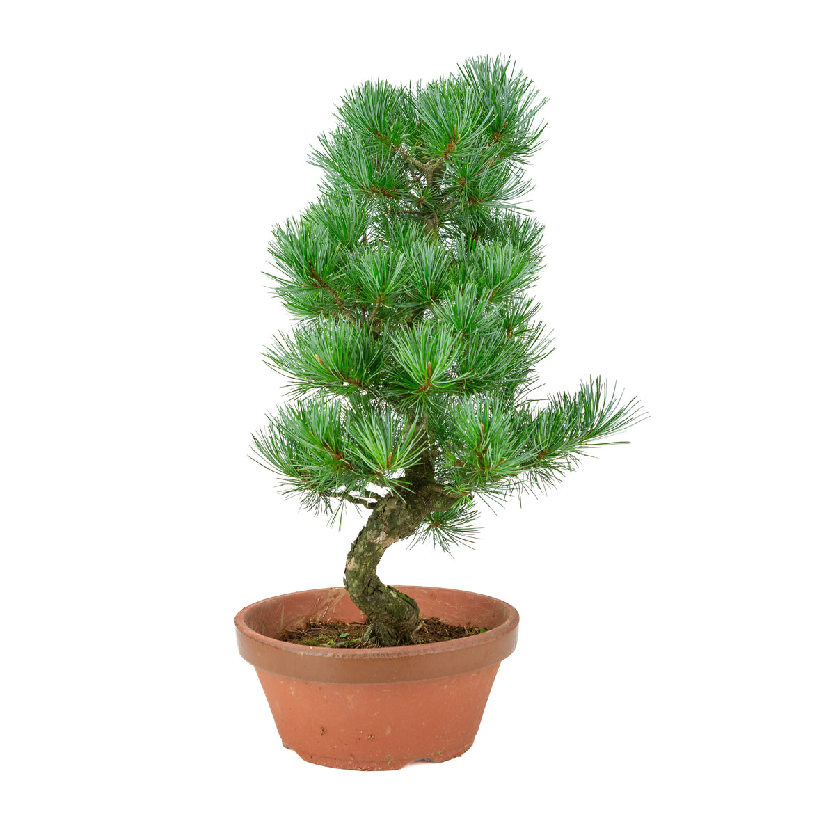 Pinus parviflora (pino bianco) vaso in terracotta 22 cm, altezza ~51 cm