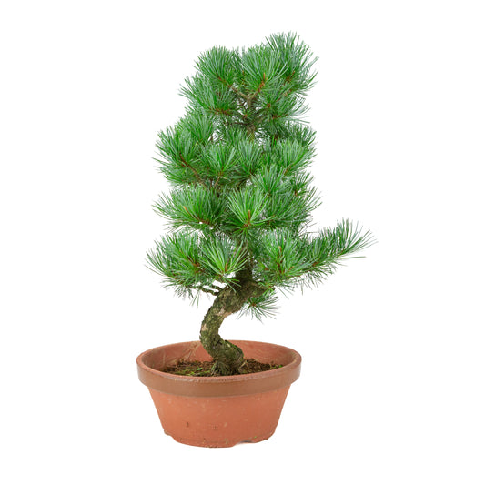 Pinus parviflora (pino bianco) vaso in terracotta 22 cm, altezza ~51 cm