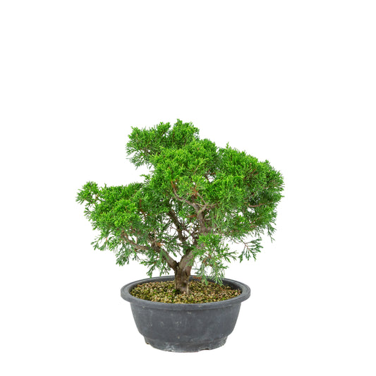 Juniperus chinensis (Ginepro cinese) vaso in plastica 19cm, altezza ~33cm
