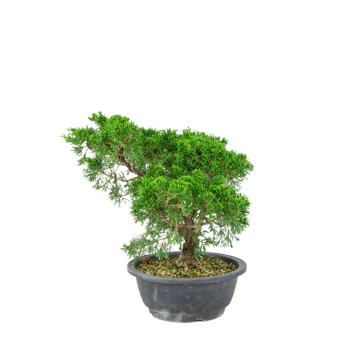 Juniperus chinensis (Ginepro cinese) vaso in plastica 19cm, altezza ~33cm