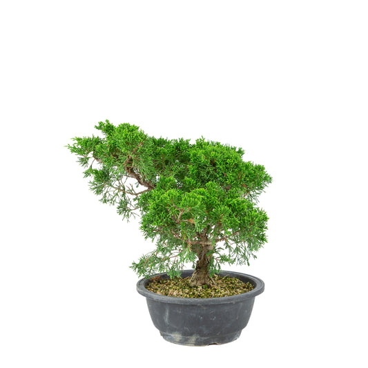 Juniperus chinensis (Ginepro cinese) vaso in plastica 19cm, altezza ~33cm