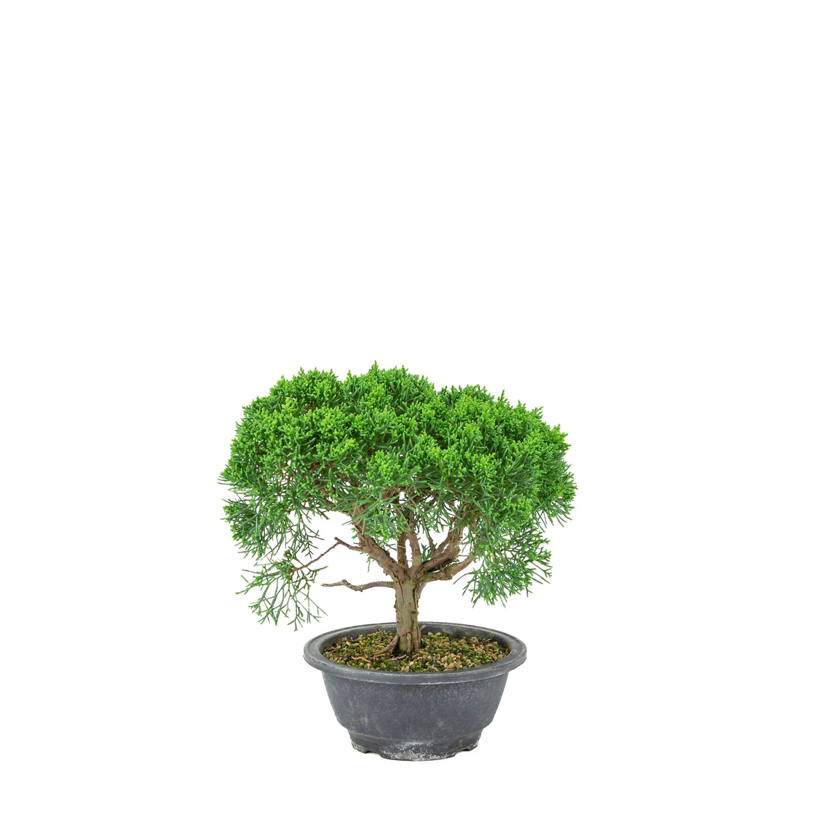 Juniperus chinensis (Ginepro cinese) vaso in plastica 16cm, altezza ~25cm