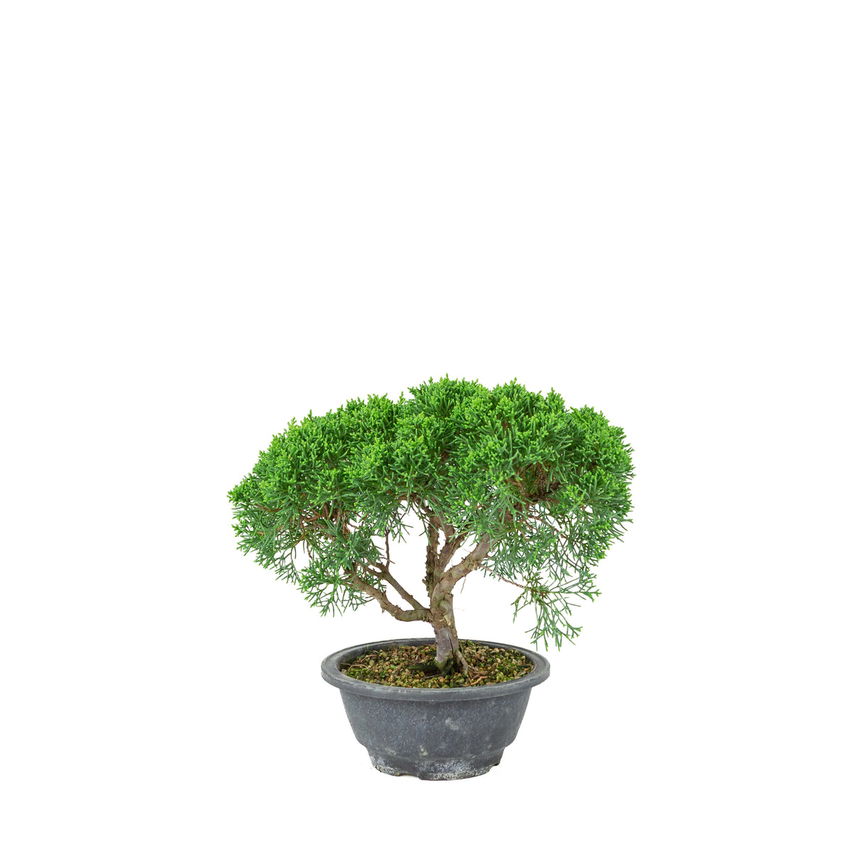 Juniperus chinensis (Ginepro cinese) vaso in plastica 16cm, altezza ~25cm