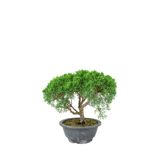 Juniperus chinensis (Ginepro cinese) vaso in plastica 16cm, altezza ~25cm