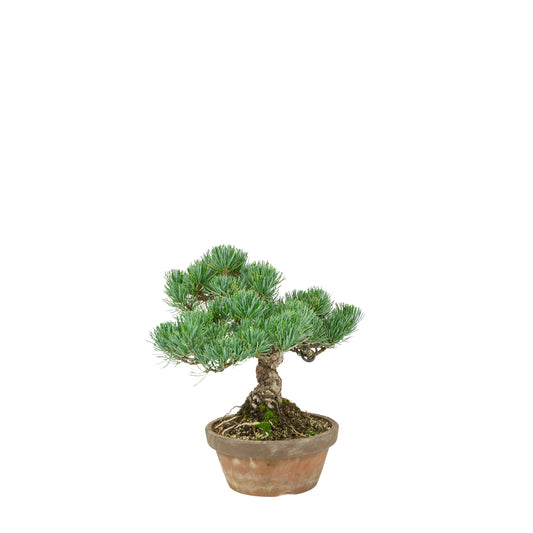 Pinus parviflora (pino bianco) vaso in terracotta 15 cm, altezza ~27 cm