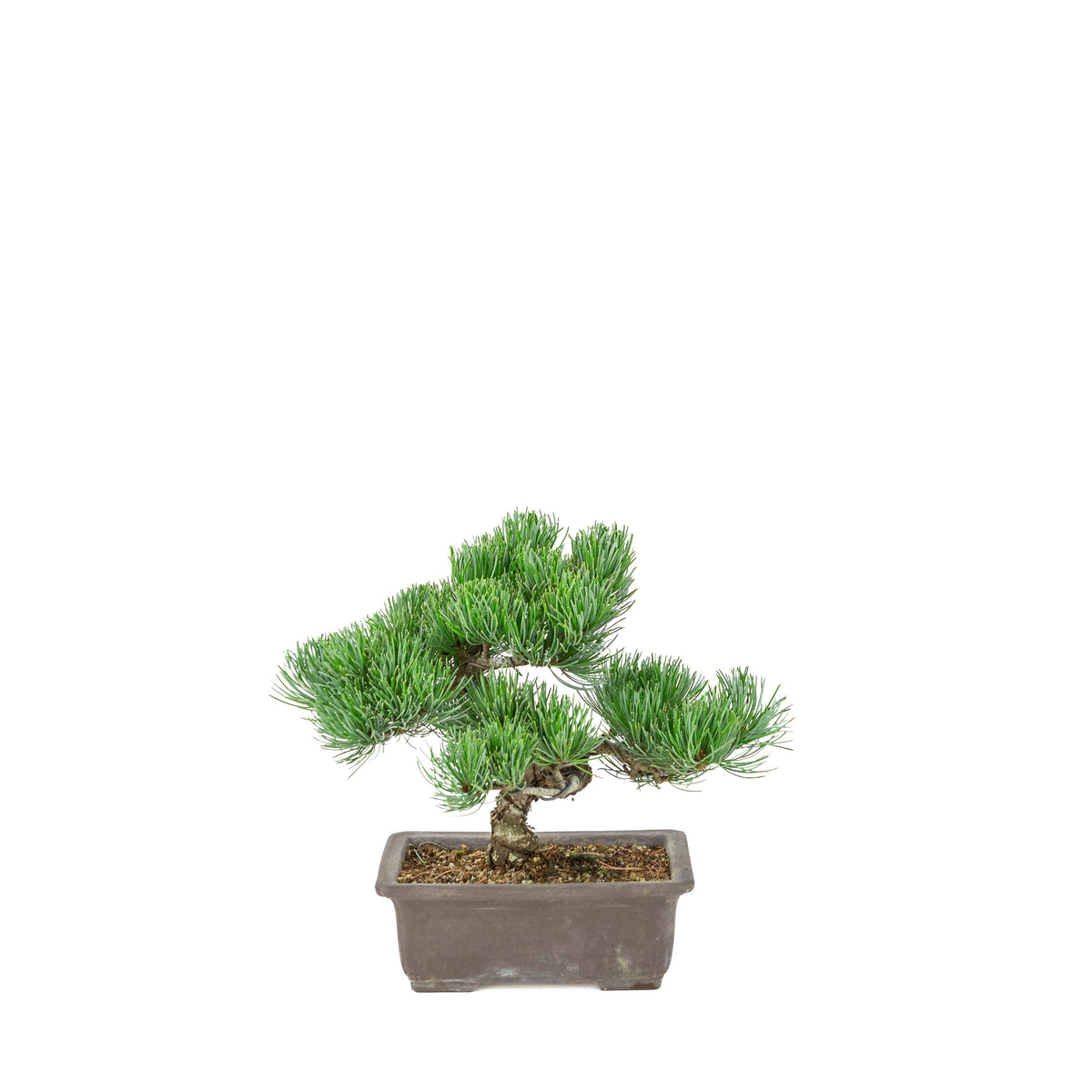 Pinus parviflora (pino bianco) vaso rettangolare non smaltato, altezza ~26 cm